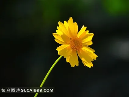 黄色金鸡菊花卉素材图片