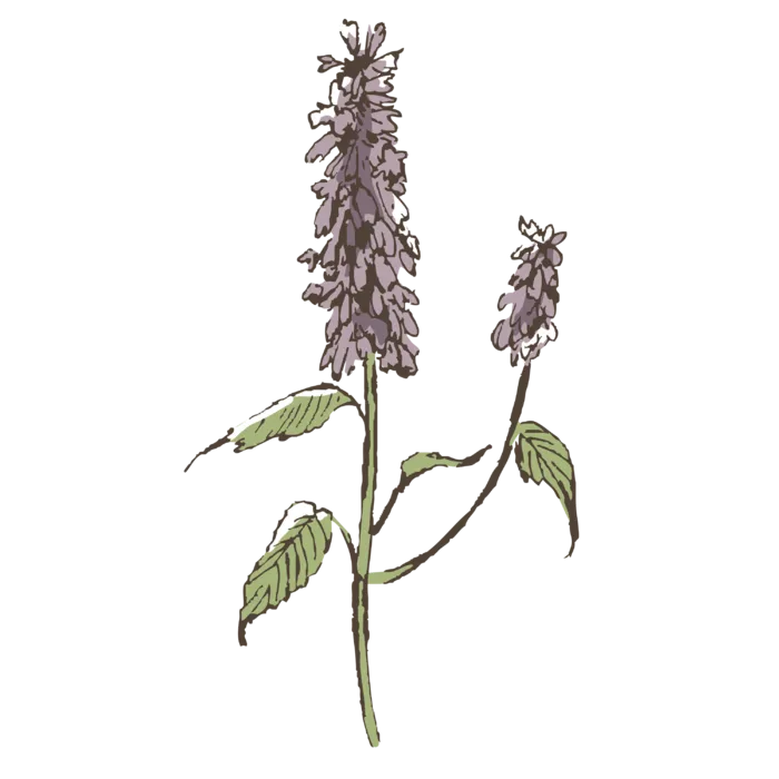 线条草本花卉手绘植物-薰衣草彩色
