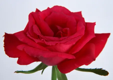 花朵一朵素材 花朵一朵素材