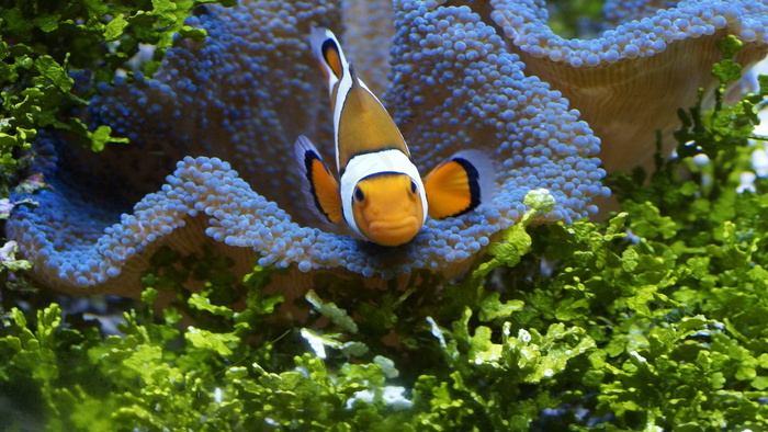 水族馆小丑鱼图片