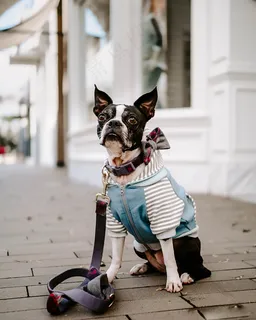 成年法国斗牛犬图片 成年法国斗牛犬图片