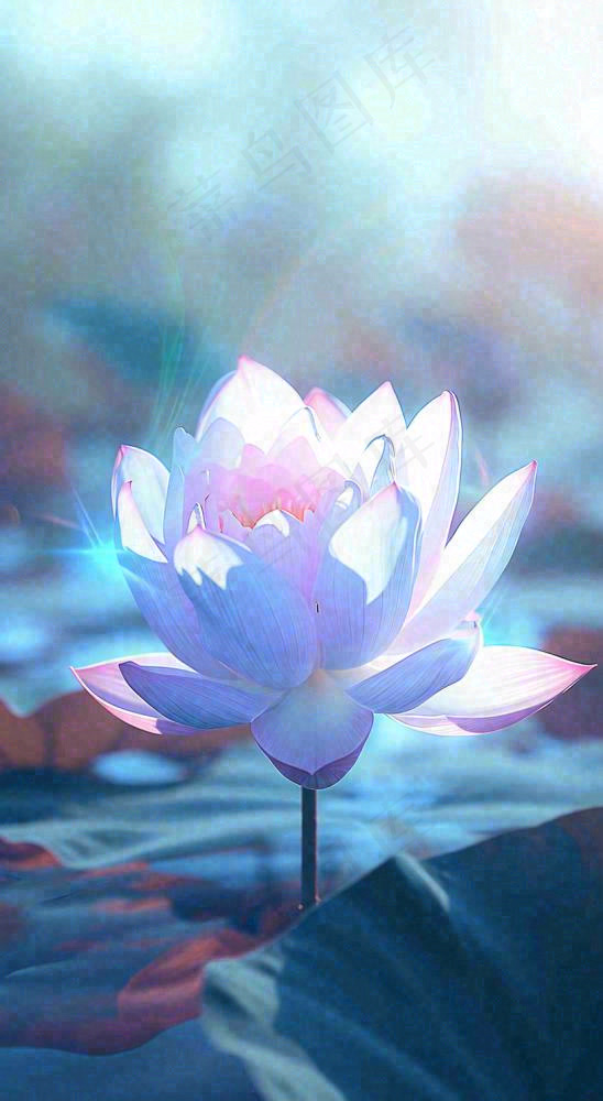 夏日光照莲花蓝色阳光温馨水面，夏至小暑大暑