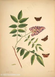 蝴蝶植物蝴蝶复古图谱