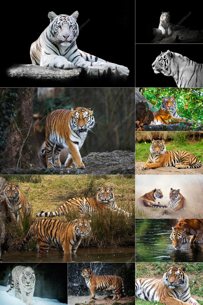 58张老虎图片集合