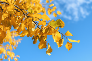 晴朗蓝色天空下的黄色树枝树叶摄影图