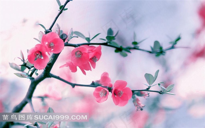 粉红色梅花图片