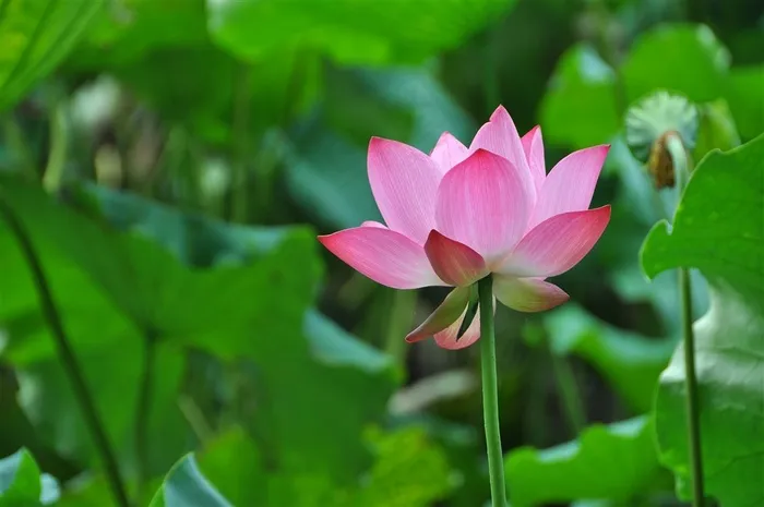 清新的夏日荷花图片素材