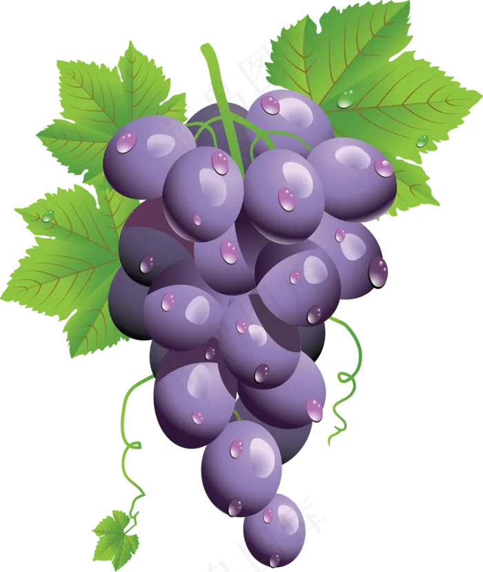 葡萄免抠素材 (51)