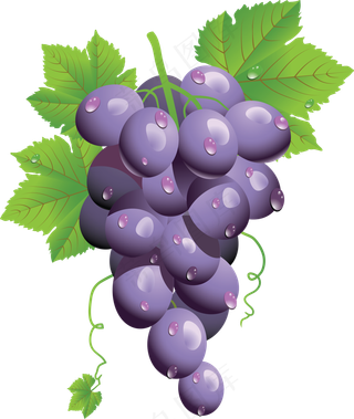葡萄免抠素材 (51)