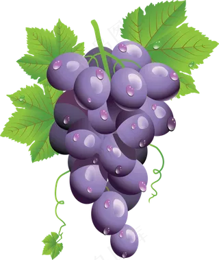 葡萄免抠素材 (51)