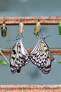 刚出茧的白色斑点蝴蝶高清图