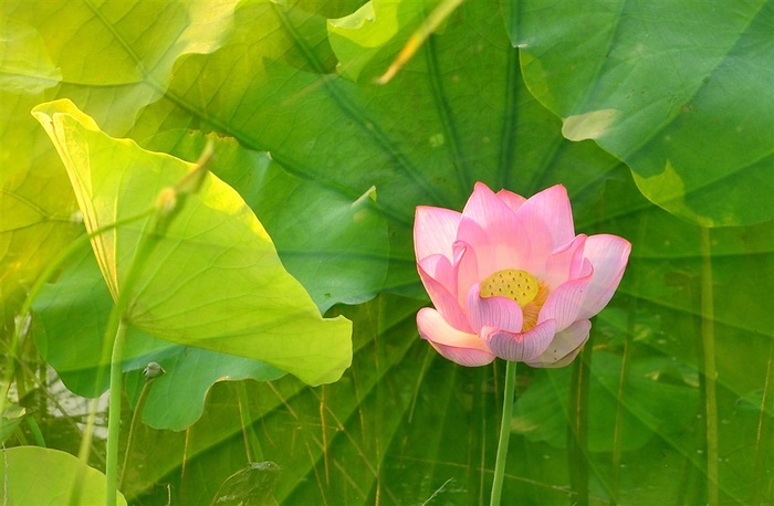 依恋阳光的荷花