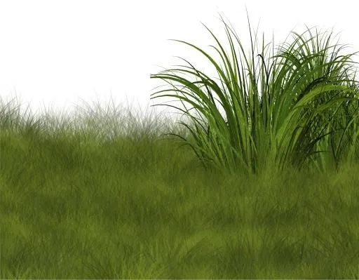 草 PNG免抠(1700x1325)