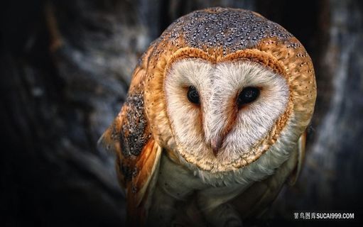 桌面壁纸猫头鹰鸟类图片素材