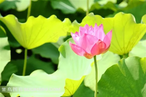 池塘中盛开的荷花图片 池塘中盛开的荷花图片