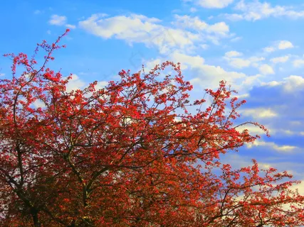 红色樱花树图片 红色樱花树图片