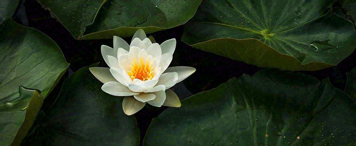 夏天荷花池荷叶白荷花睡莲特写，夏至小暑大暑摄影图(1712x704)