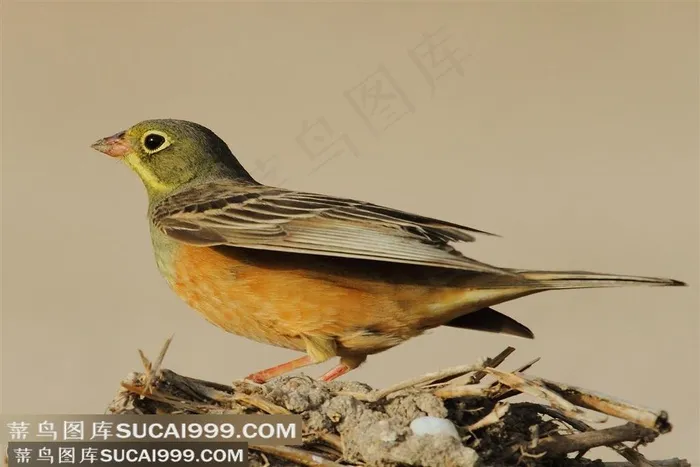 站在鸟巢上的美丽小鸟