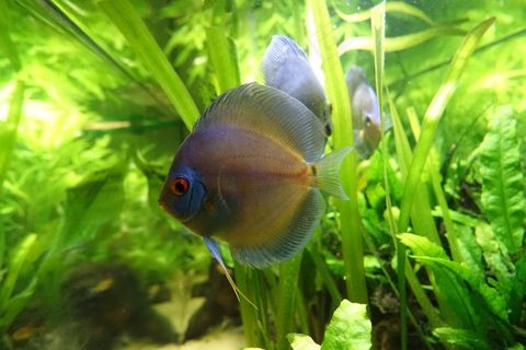 芦苇丛观赏鱼图片