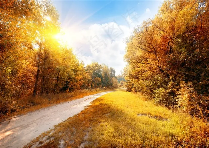 唯美秋天道路树林景色风景图片