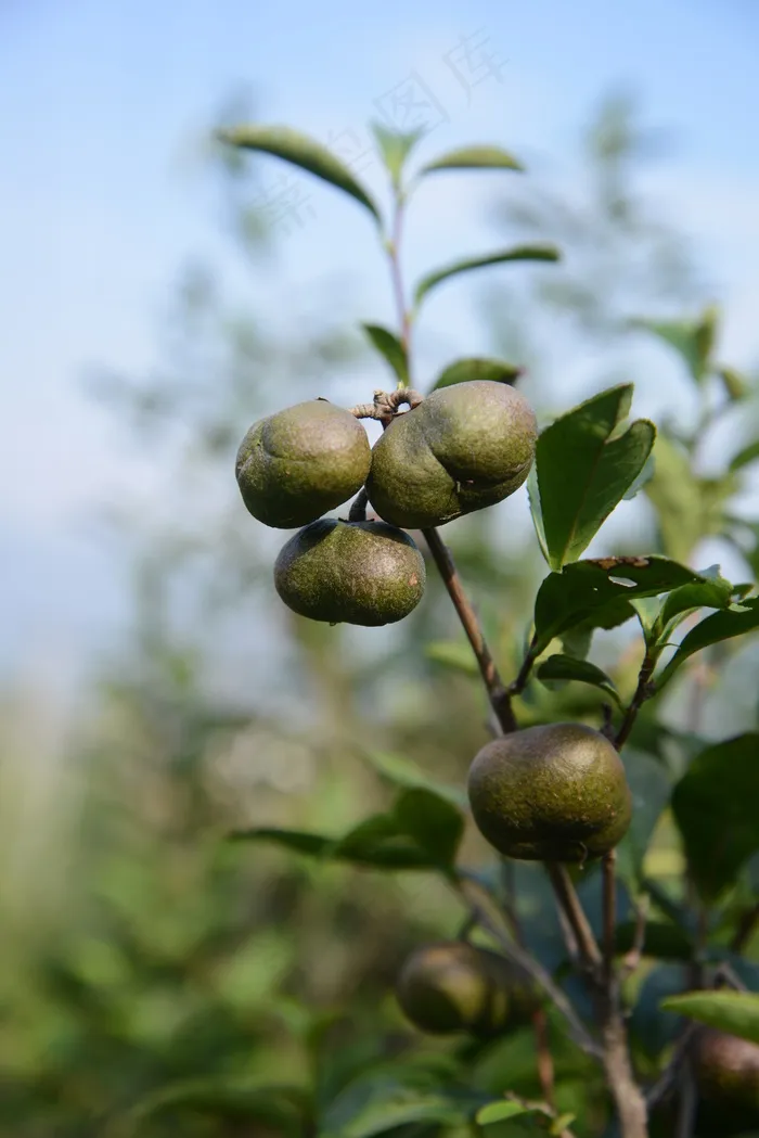 茶籽高清图片下载