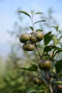 茶籽高清图片下载 茶籽高清图片下载
