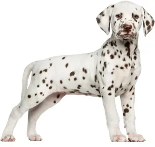 PNG达尔马提亚小狗免抠