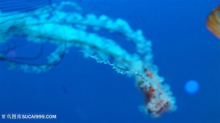 海洋生物水母