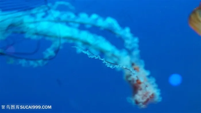 海洋生物水母