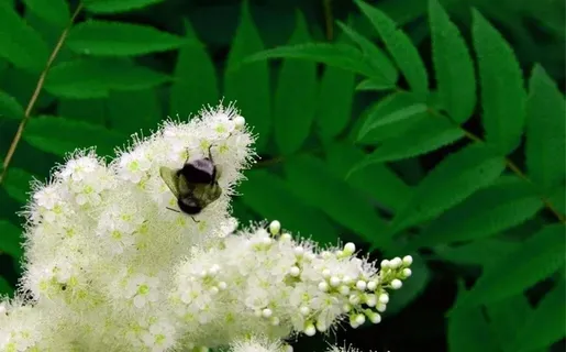 绿色背景中的白色花絮