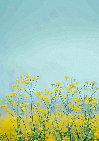 春天黄色的小花，春风，春分，油菜花