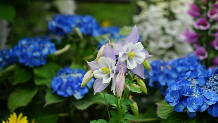 家养静物花草图片