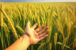 手拂过小麦麦穗秋天摄影图