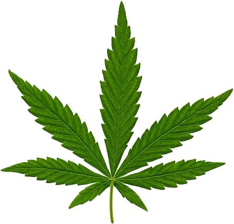 大麻PNG免抠(474x453)