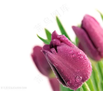 高清唯美紫色郁金香鲜花图片 高清唯美紫色郁金香鲜花图片