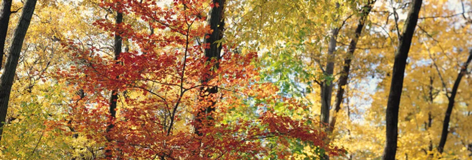 J147-67-大幅风景75