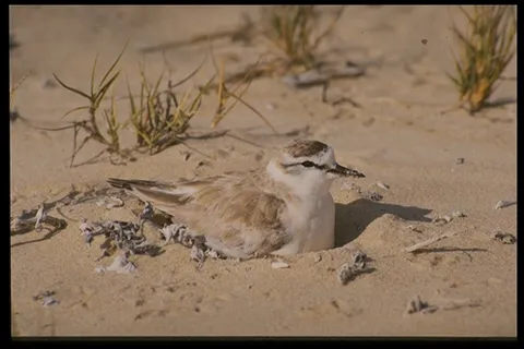 飞禽 232 飞禽 232