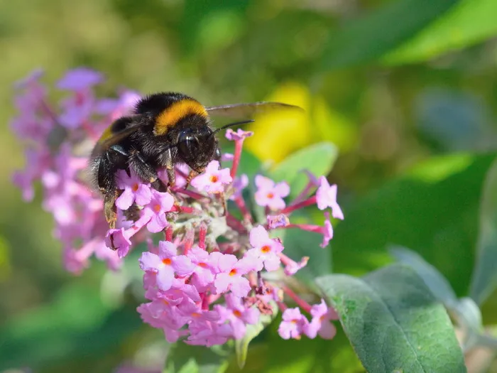春天蜜蜂采蜜图片