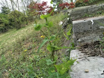 石阶草色小黄花