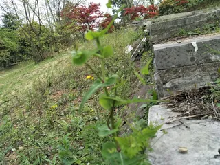 石阶草色小黄花