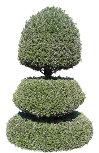 高清树木素材 免抠PSD植物素材 美术绘画园林贴图 树草灌木花草