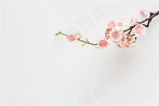 纸张上的梅花花枝摄影图片