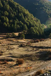 稻城自然保护区高原山林风景