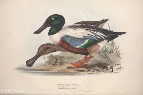 高清手绘欧洲飞禽鸟类插画 高清手绘欧洲飞禽鸟类插画