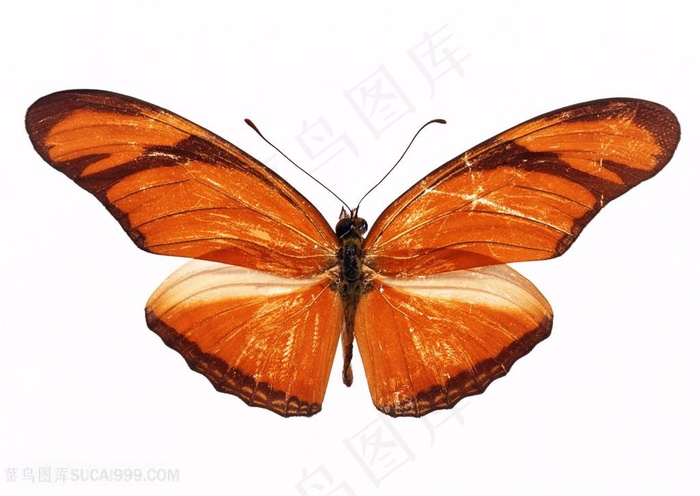 高清黄褐白色蝴蝶标本图片
