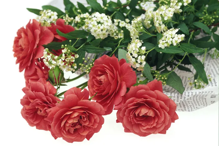 群芳红花绿叶