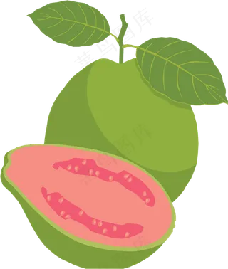 番石榴免抠素材 (5)