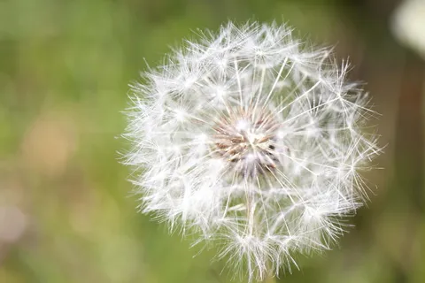 蒲公英的花图片 蒲公英的花图片