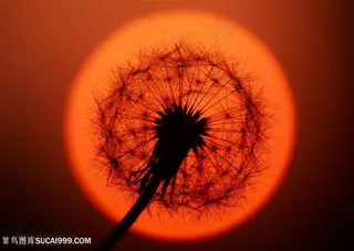 日落蒲公英特写