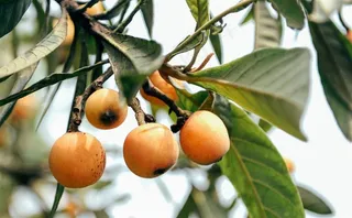 枇杷树水果海报 水果